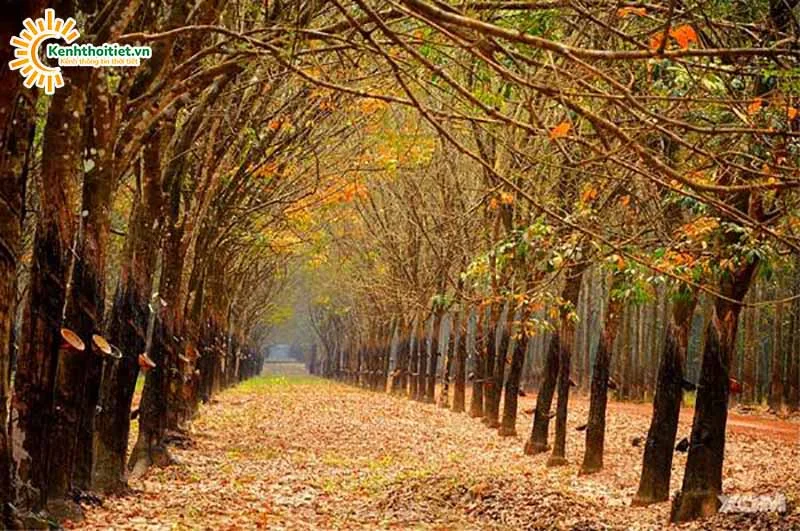 Đặc điểm khí hậu Bình Phước Đặc điểm khí hậu Bình Phước