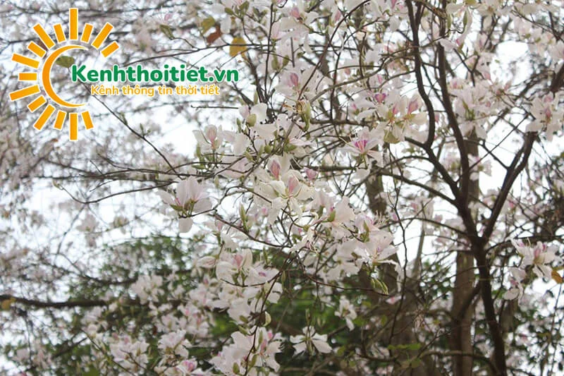 Mùa hoa ban trắng tại Điện Biên Mùa hoa ban trắng tại Điện Biên