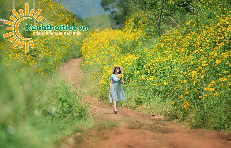 Mùa hoa dã quỳ nở rộ Mùa hoa dã quỳ nở rộ